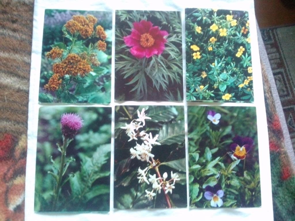 Лекарственные растения 1977 г. полный набор - 25 открыток (чистые) Флора 3