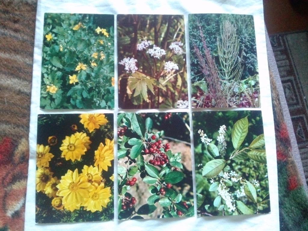 Лекарственные растения 1977 г. полный набор - 25 открыток (чистые) Флора 4