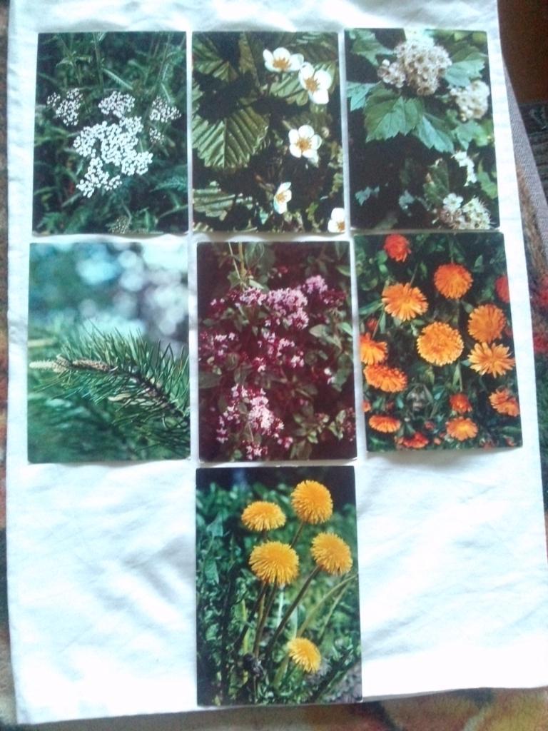 Лекарственные растения 1977 г. полный набор - 25 открыток (чистые) Флора 5