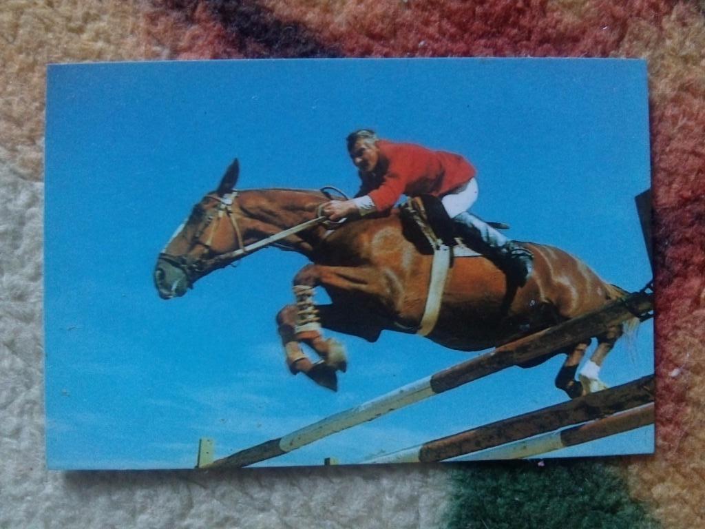 Карманный календарик : Конный спорт 1988 г. ( Лошадь , конь , всадник )