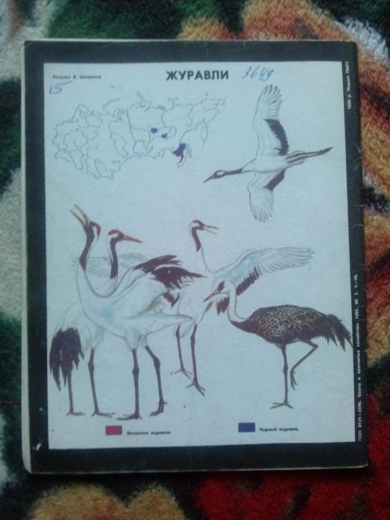 Журнал Охота и охотничье хозяйство № 1 (январь) 1995 г. (Охотник , спорт) 1