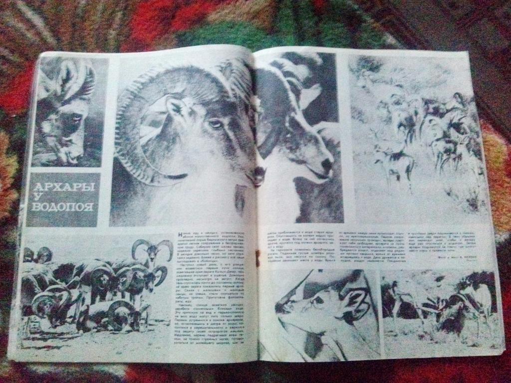Журнал Охота и охотничье хозяйство № 10 ( октябрь ) 1982 г. ( Охотник ) 6