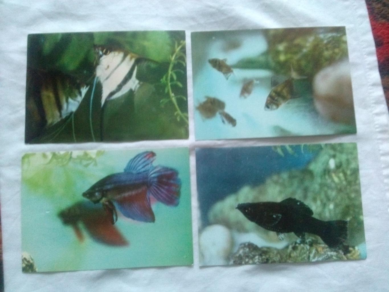 Вьетнам Аквариумные рыбки (80 - е годы) полный набор - 12 открыток (Аквариум) 2
