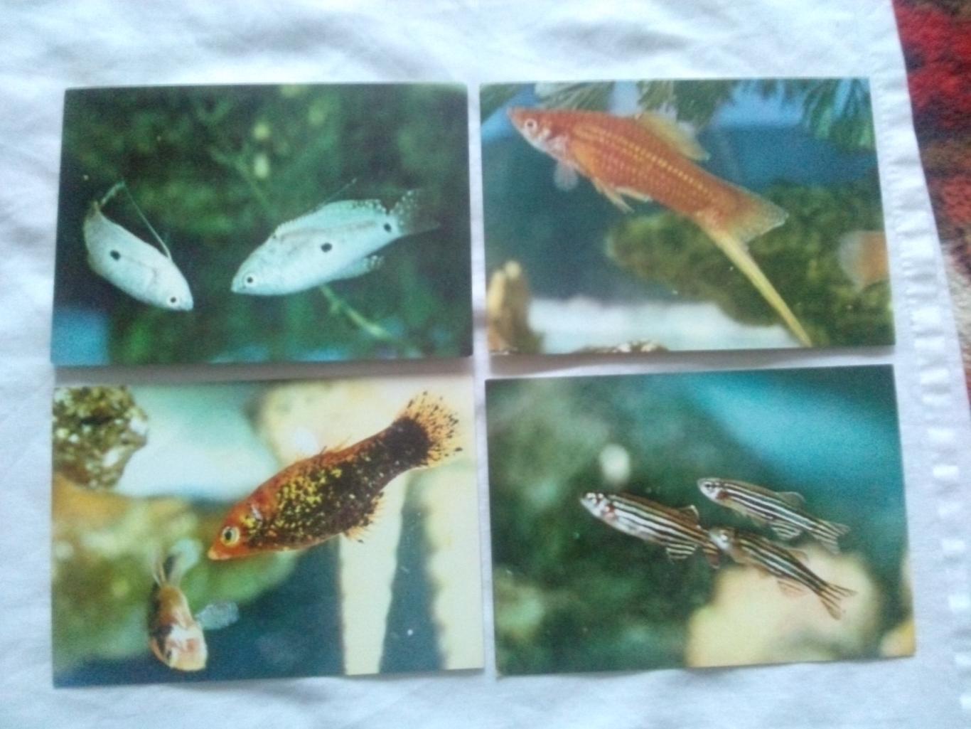 Вьетнам Аквариумные рыбки (80 - е годы) полный набор - 12 открыток (Аквариум) 3