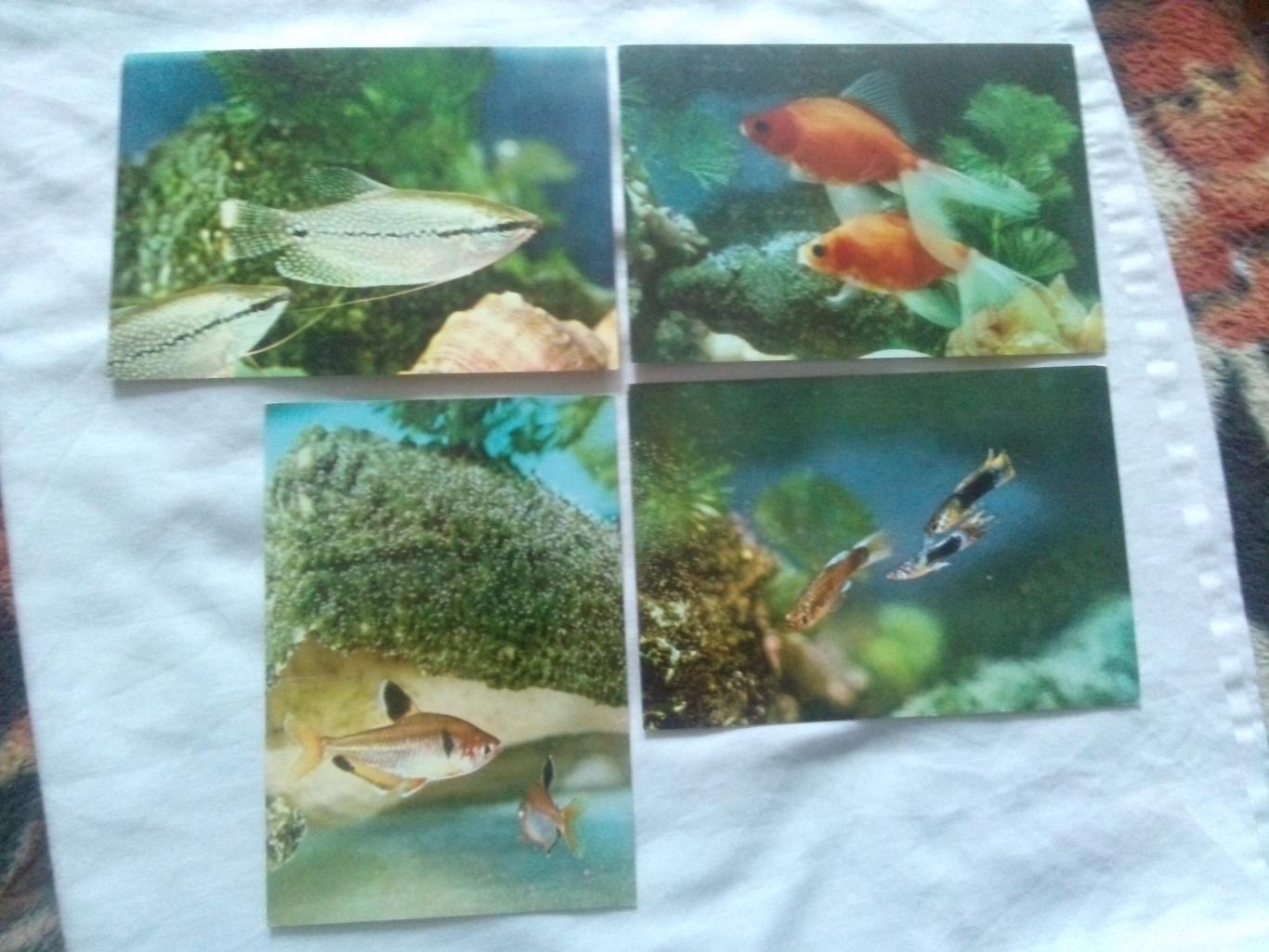 Вьетнам Аквариумные рыбки (80 - е годы) полный набор - 12 открыток (Аквариум) 4