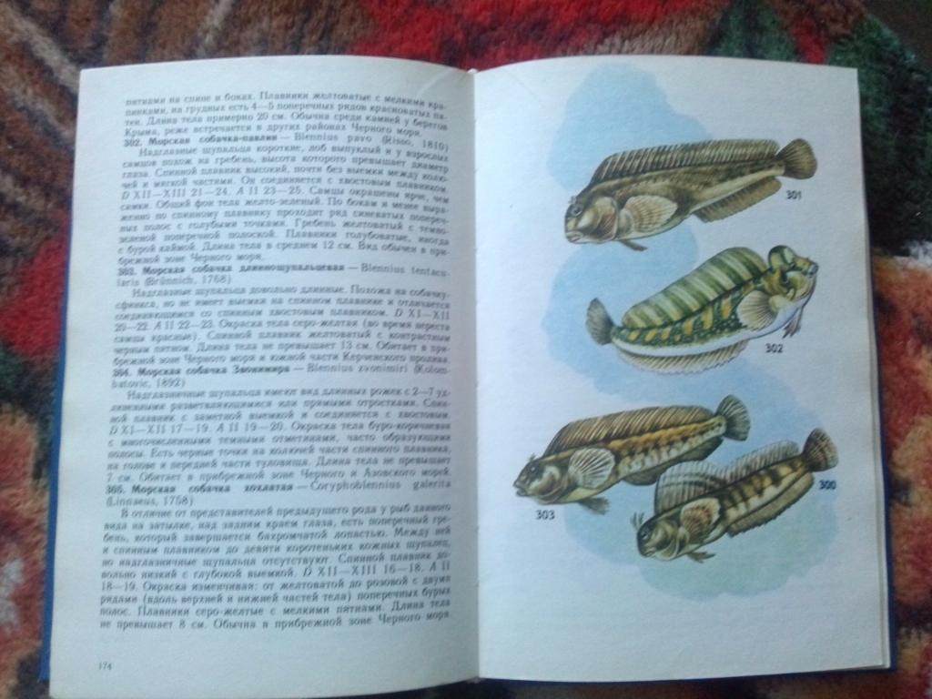 Н.А. Мягков - Атлас - определитель рыб 1994 г. (Рыба , фауна , рыбоводство) 4
