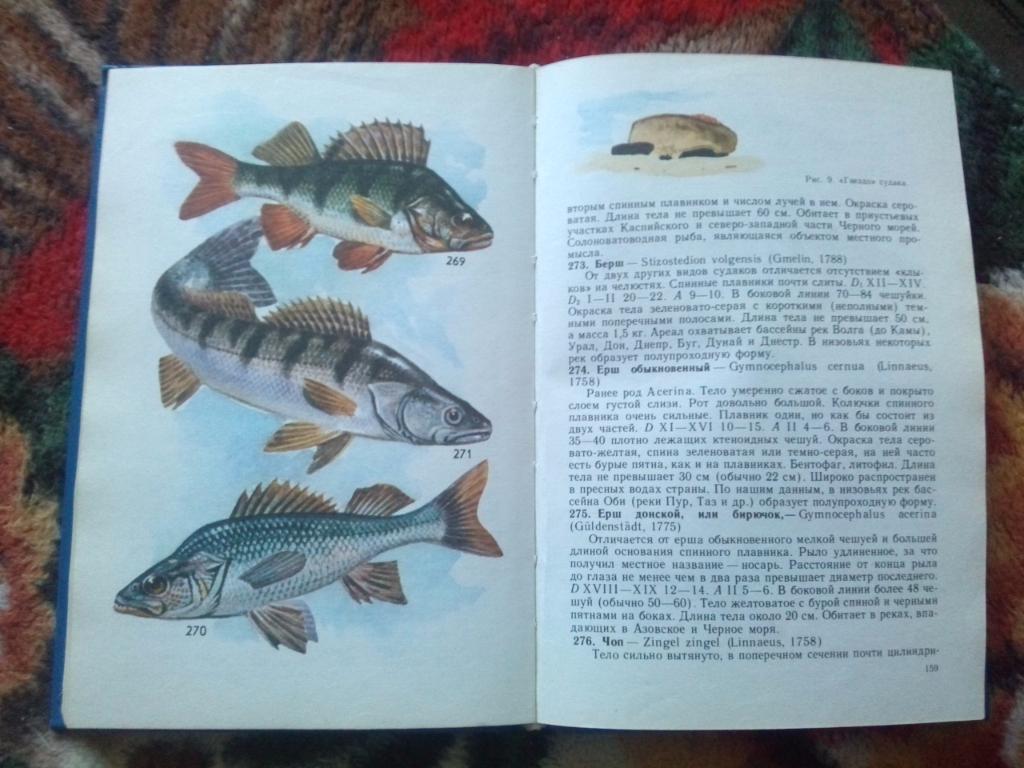 Н.А. Мягков - Атлас - определитель рыб 1994 г. (Рыба , фауна , рыбоводство) 5