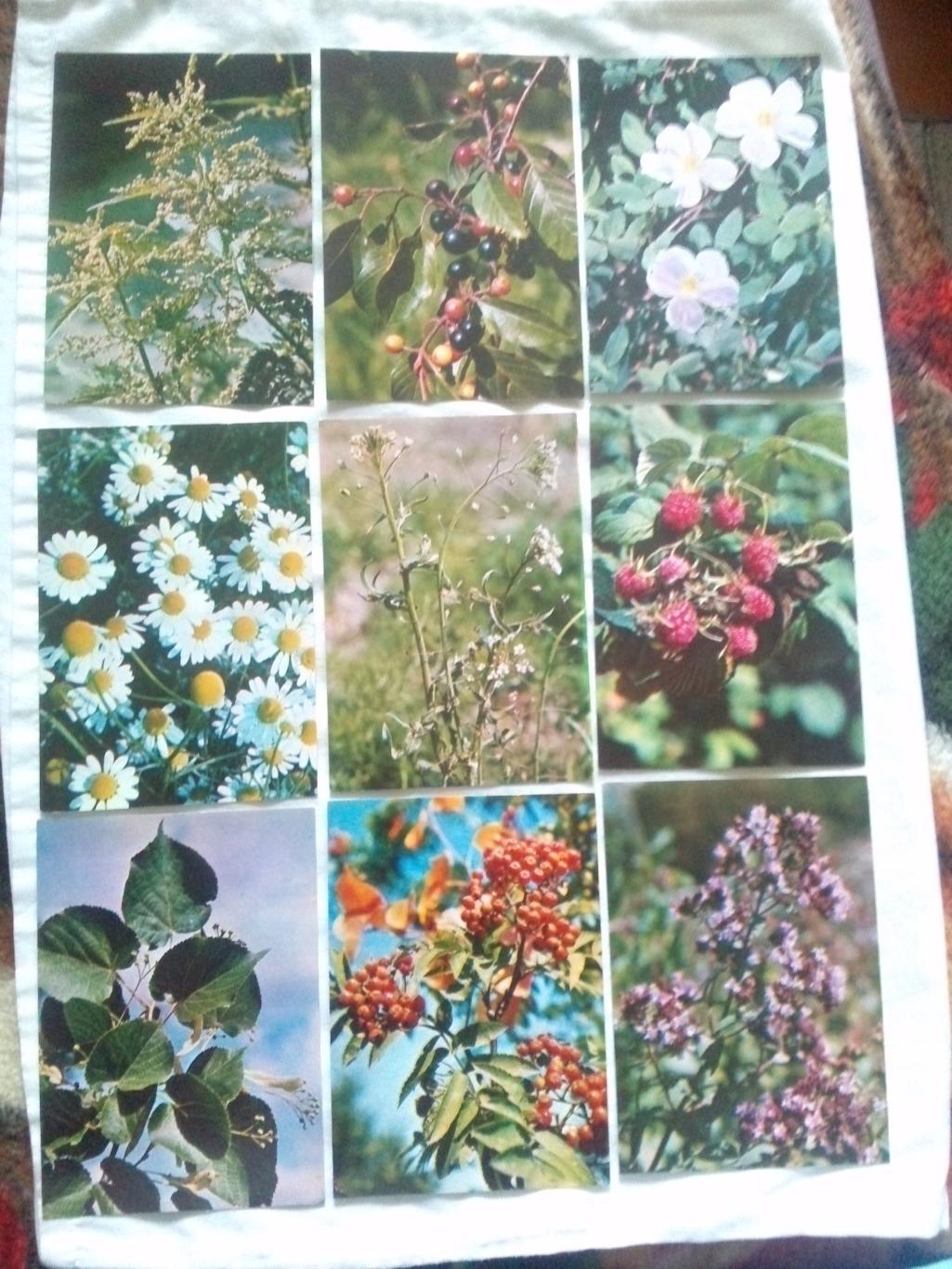 Зеленая аптека 1981 г. полный набор - 25 открыток (Лекарственные растения) 2