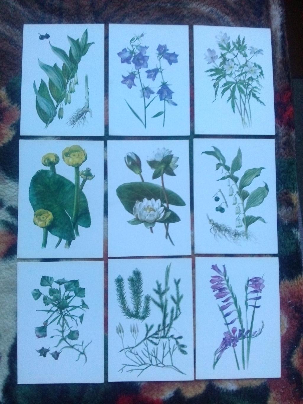 Растения под охраной 1981 г. полный набор - 32 открытки (чистые ) Флора 3