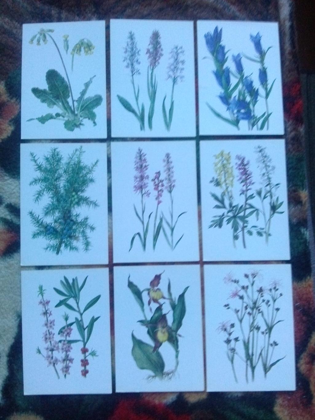 Растения под охраной 1981 г. полный набор - 32 открытки (чистые ) Флора 4