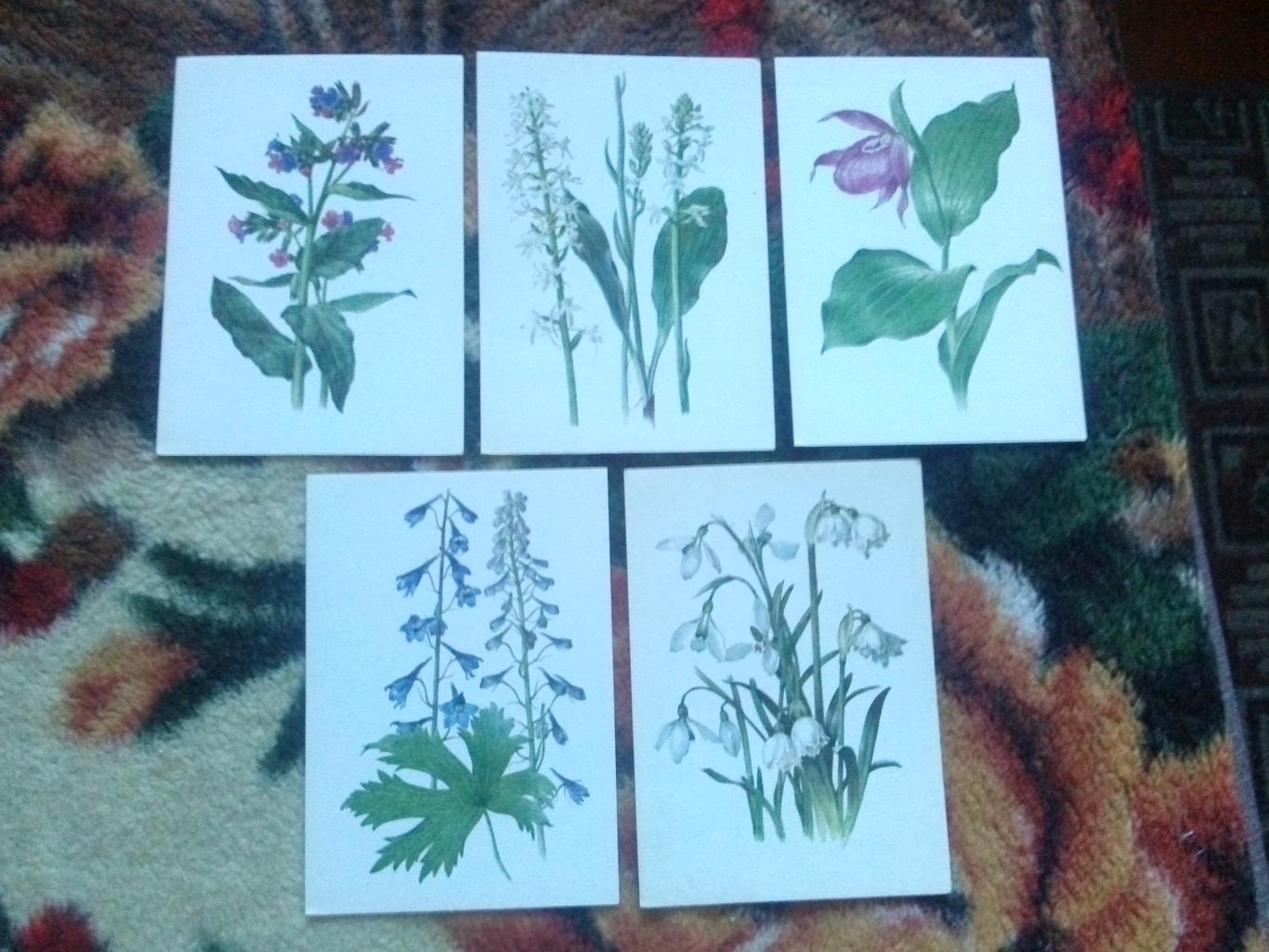 Растения под охраной 1981 г. полный набор - 32 открытки (чистые ) Флора 5