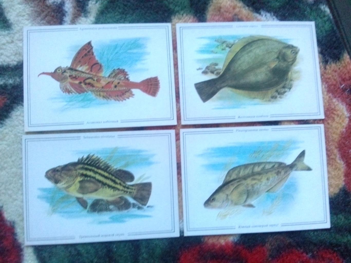 Жизнь моря (Дальний Восток) 1986 г. полный набор - 16 открыток (Рыба , моллюски) 2