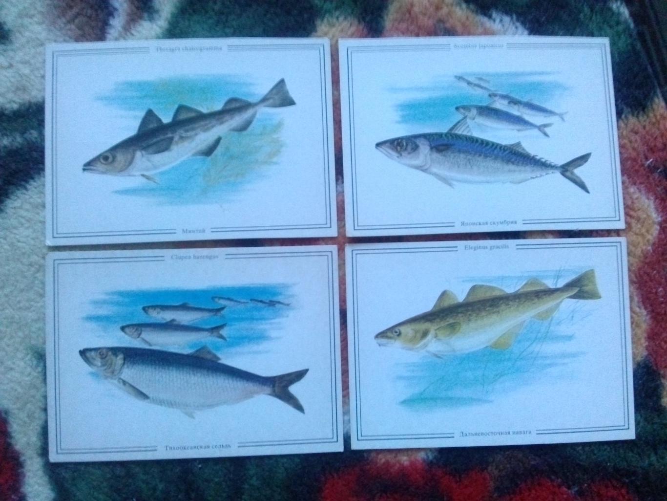 Жизнь моря (Дальний Восток) 1986 г. полный набор - 16 открыток (Рыба , моллюски) 3