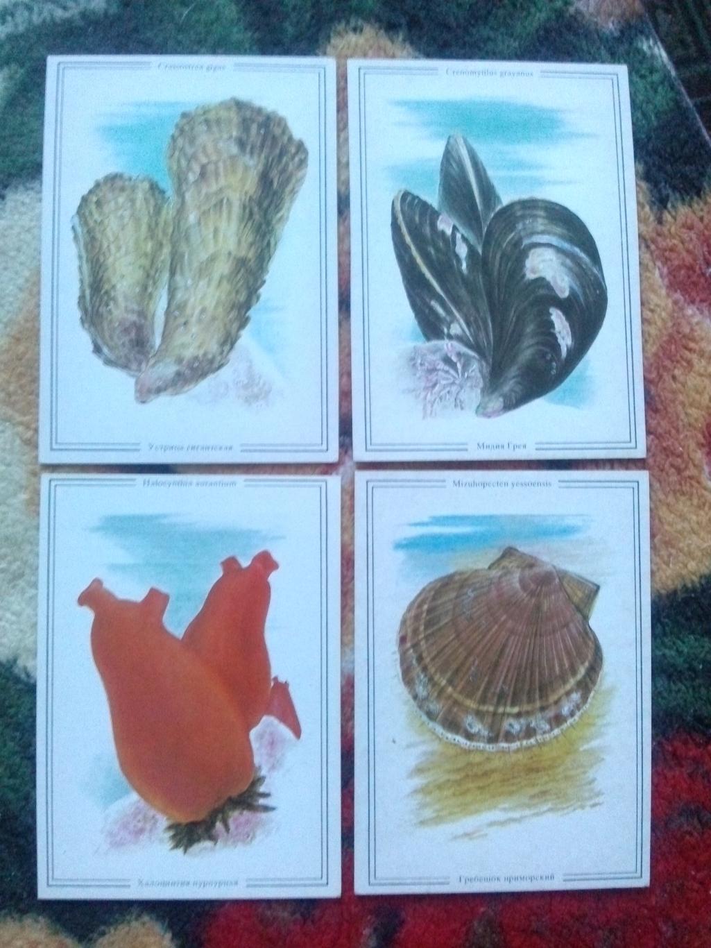 Жизнь моря (Дальний Восток) 1986 г. полный набор - 16 открыток (Рыба , моллюски) 5