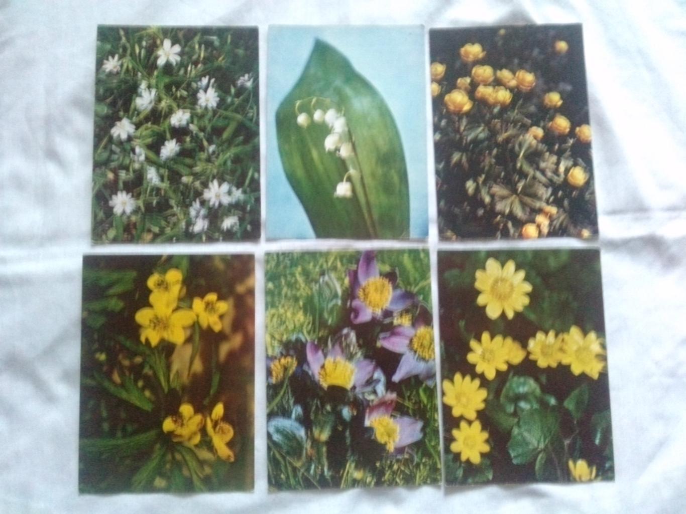 Экскурсия в природу 1972 г. полный набор - 25 открыток (растения флора цветы) 2