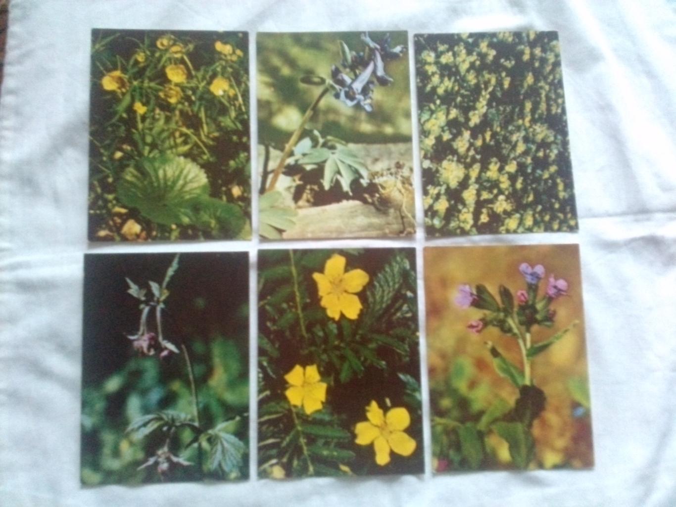 Экскурсия в природу 1972 г. полный набор - 25 открыток (растения флора цветы) 3