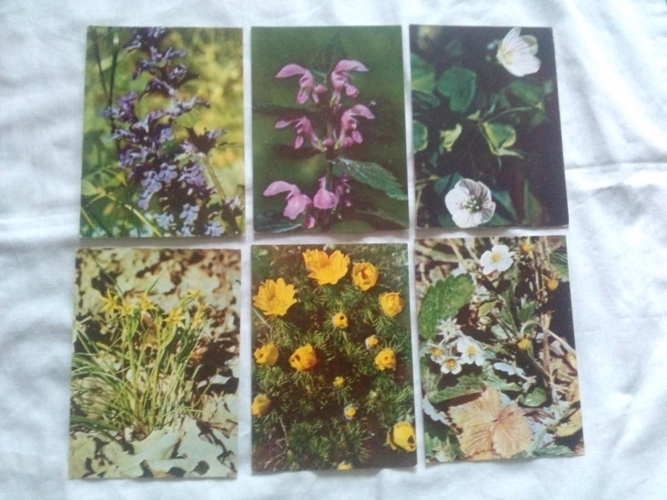 Экскурсия в природу 1972 г. полный набор - 25 открыток (растения флора цветы) 4