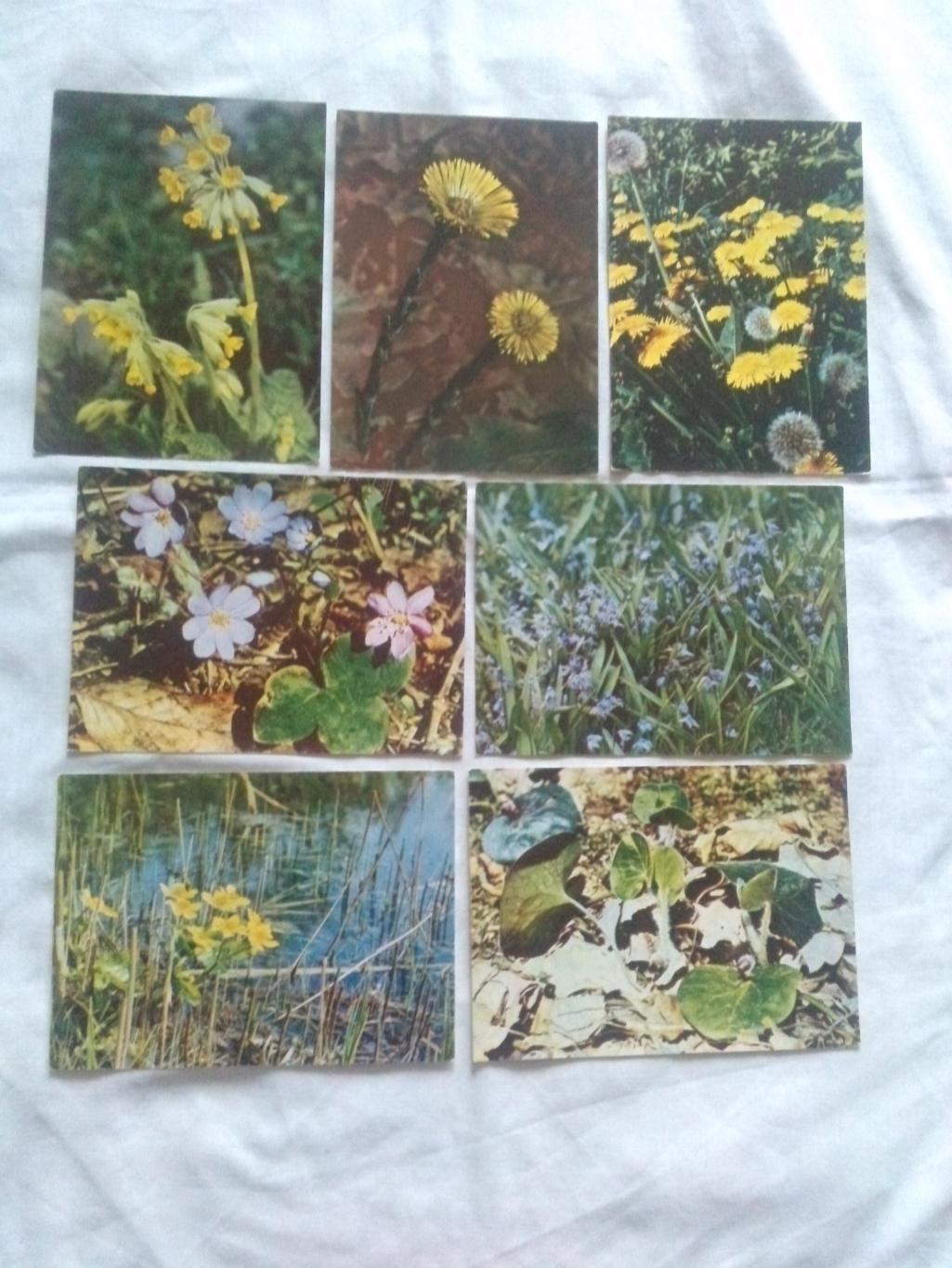 Экскурсия в природу 1972 г. полный набор - 25 открыток (растения флора цветы) 5