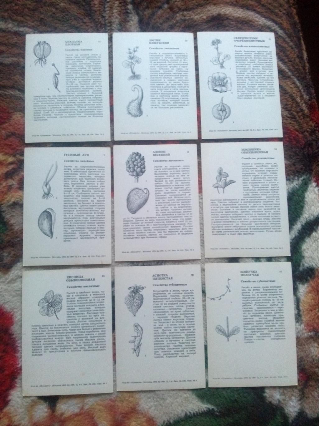 Экскурсия в природу 1972 г. полный набор - 25 открыток (растения флора цветы) 7