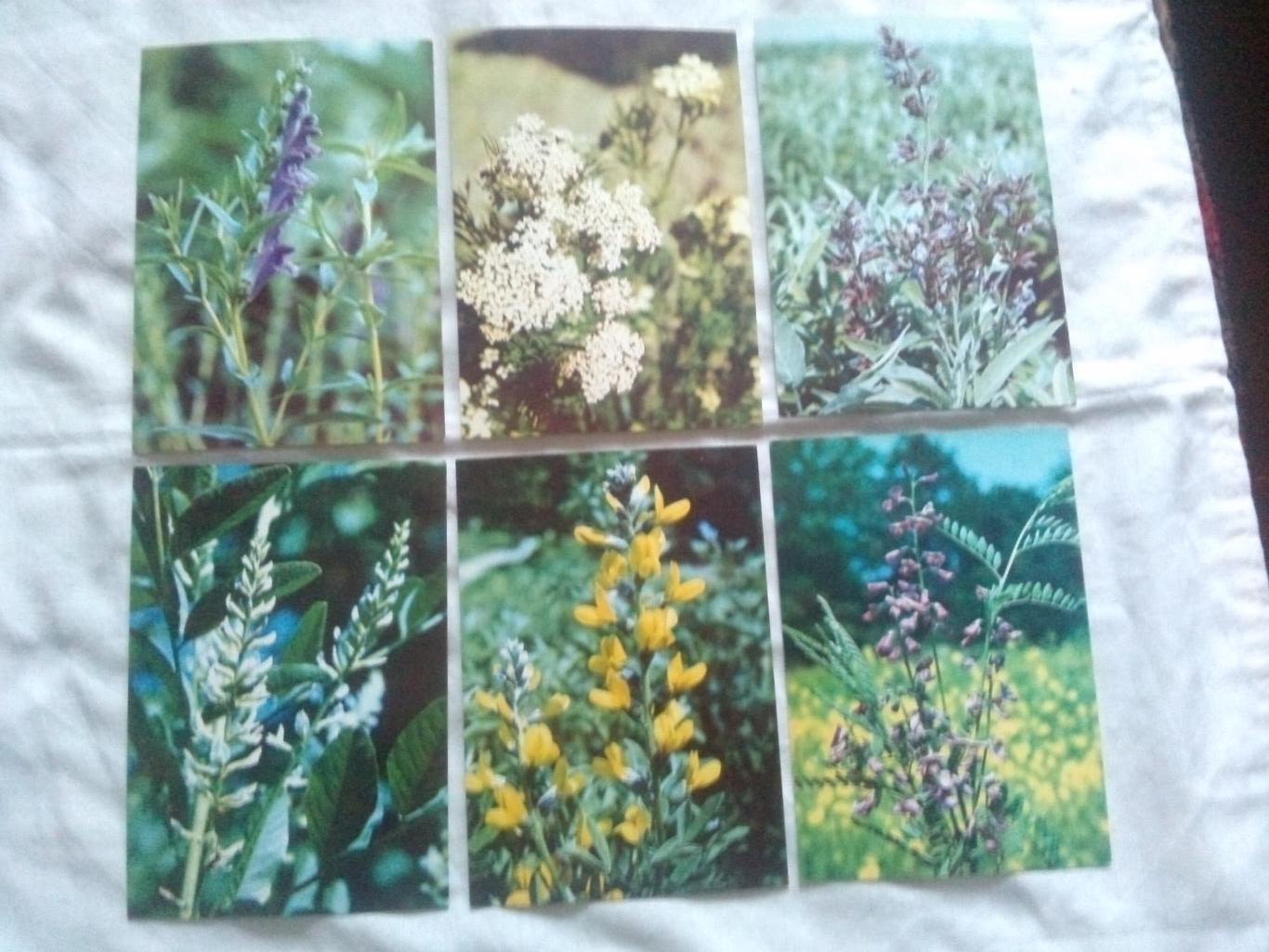 Экскурсия в природу 1980 г. полный набор - 25 открыток (Растения , флора , цветы 2