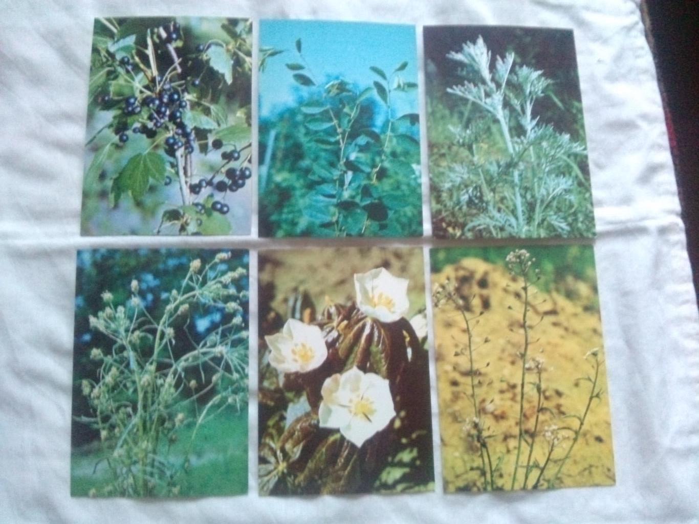 Экскурсия в природу 1980 г. полный набор - 25 открыток (Растения , флора , цветы 3