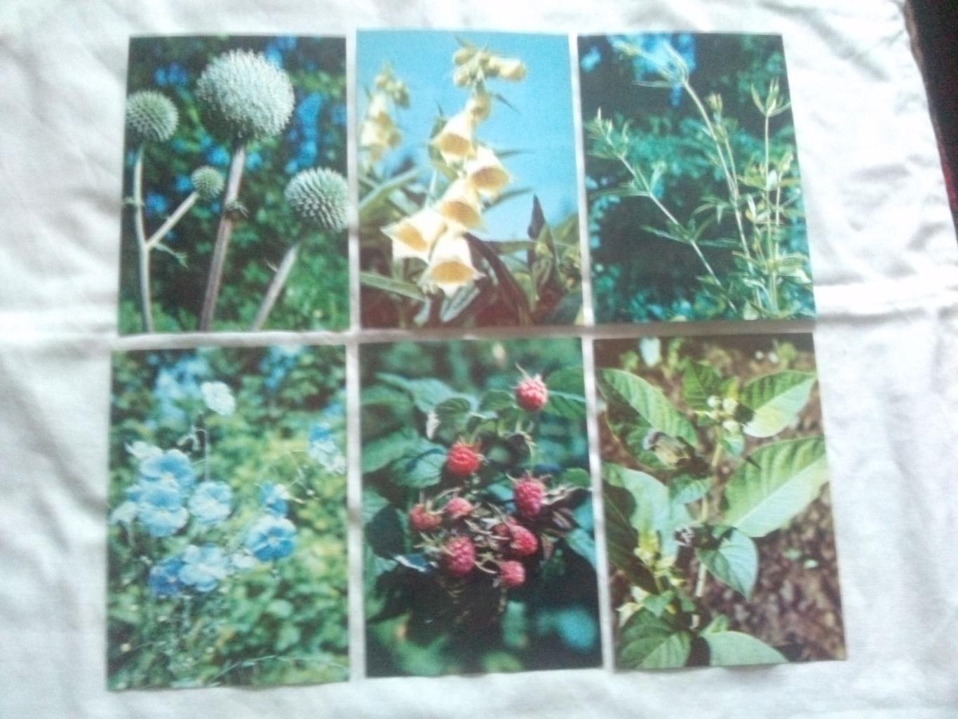 Экскурсия в природу 1980 г. полный набор - 25 открыток (Растения , флора , цветы 4