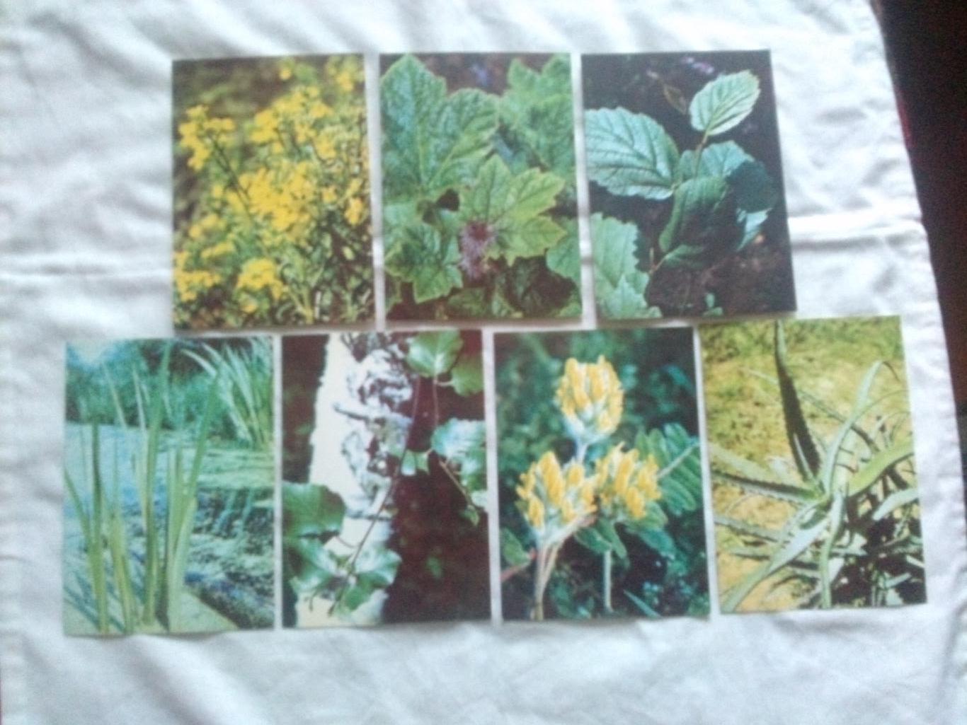 Экскурсия в природу 1980 г. полный набор - 25 открыток (Растения , флора , цветы 5