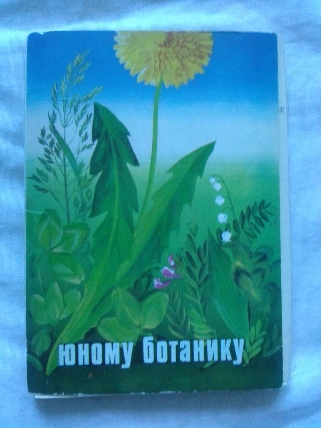 Юному ботанику 1980 г. полный набор - 32 открытки (чистые) Растения Флора