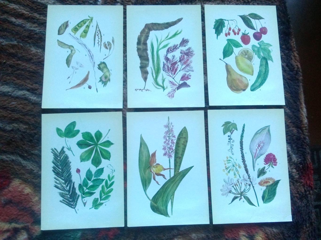 Юному ботанику 1980 г. полный набор - 32 открытки (чистые) Растения Флора 2