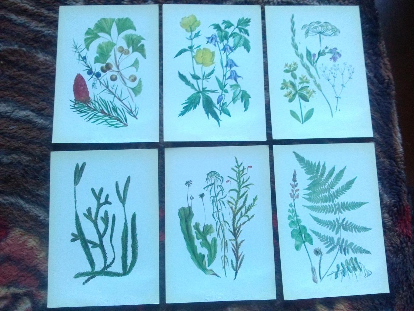 Юному ботанику 1980 г. полный набор - 32 открытки (чистые) Растения Флора 3