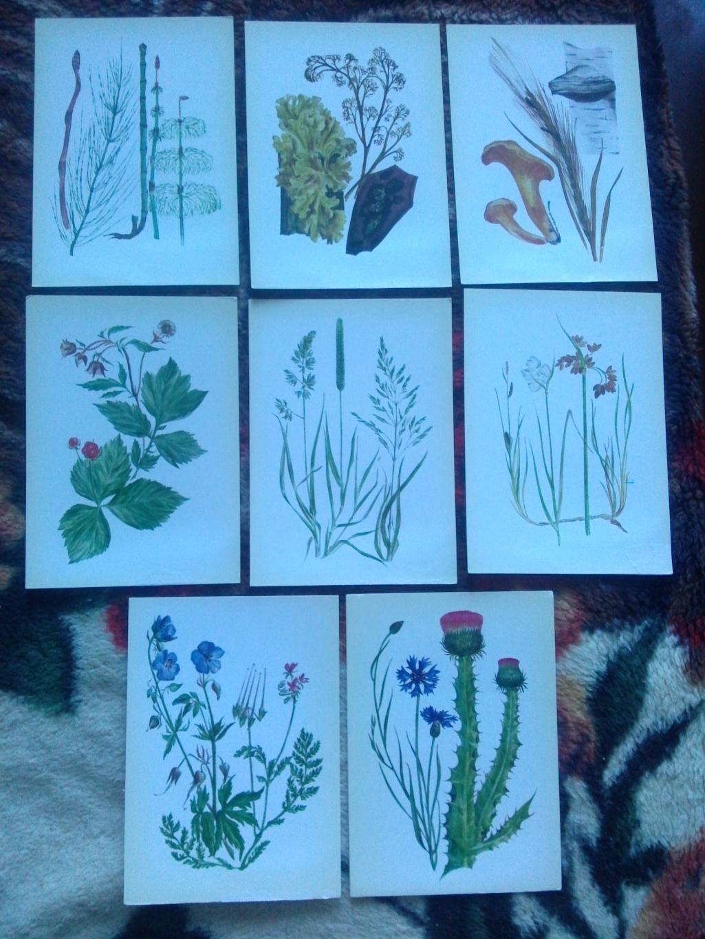 Юному ботанику 1980 г. полный набор - 32 открытки (чистые) Растения Флора 4