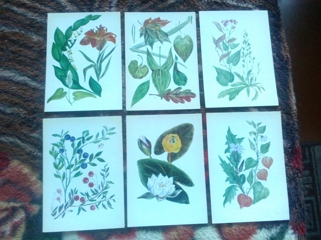 Юному ботанику 1980 г. полный набор - 32 открытки (чистые) Растения Флора 5