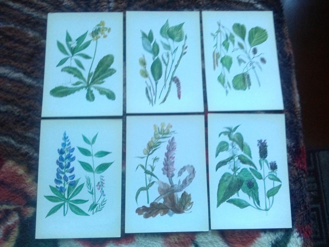 Юному ботанику 1980 г. полный набор - 32 открытки (чистые) Растения Флора 6