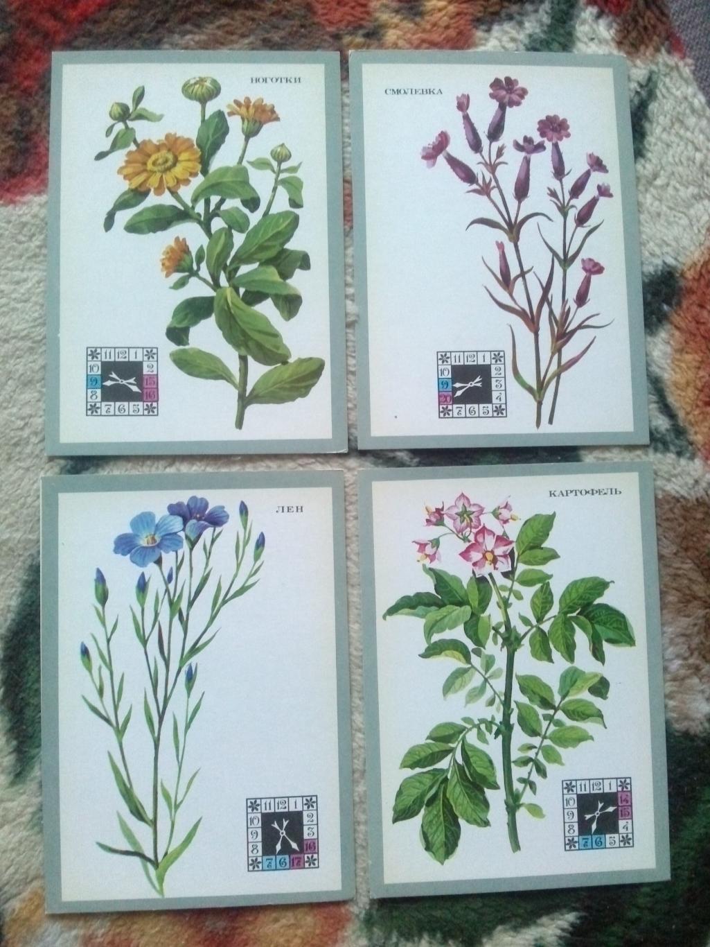 Цветы - часы 1980 г. полный набор - 16 открыток (чистые , в идеале) Растения 2