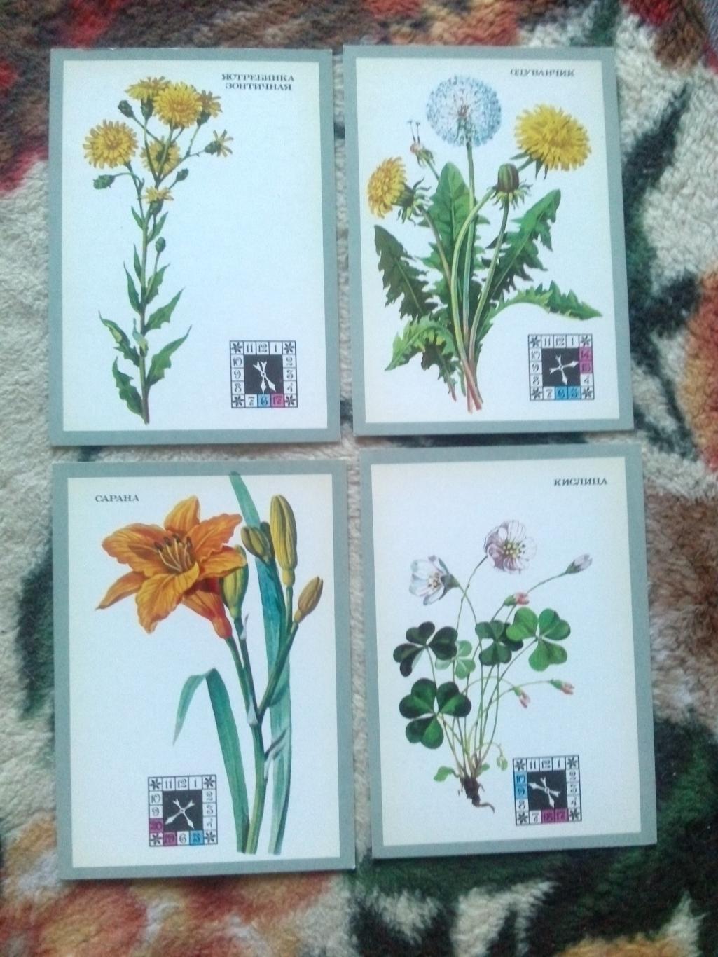 Цветы - часы 1980 г. полный набор - 16 открыток (чистые , в идеале) Растения 3