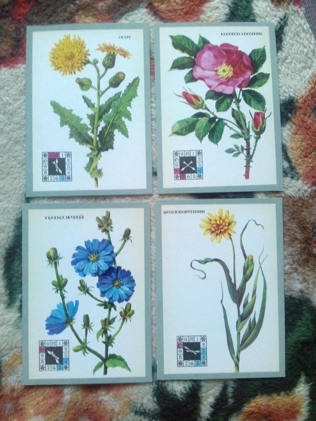 Цветы - часы 1980 г. полный набор - 16 открыток (чистые , в идеале) Растения 4
