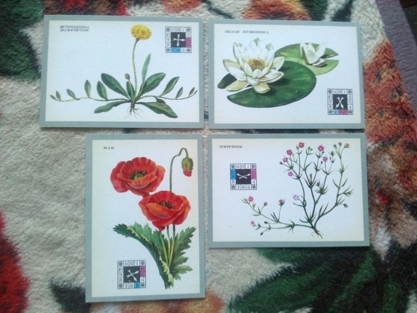 Цветы - часы 1980 г. полный набор - 16 открыток (чистые , в идеале) Растения 5