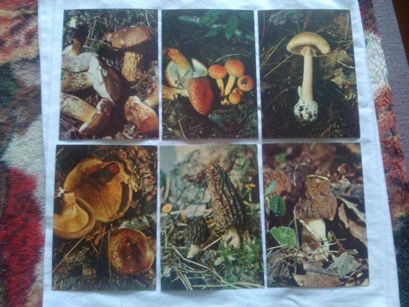 Экскурсия в природу : Грибы 1980 г. полный набор - 25 открыток (чистые) Флора 2
