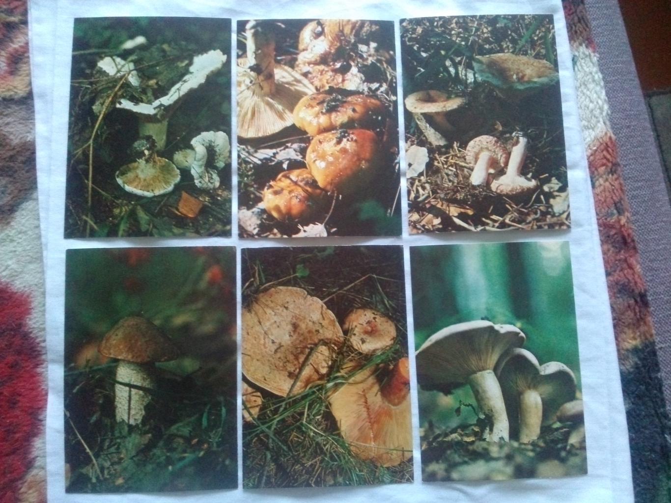 Экскурсия в природу : Грибы 1980 г. полный набор - 25 открыток (чистые) Флора 3