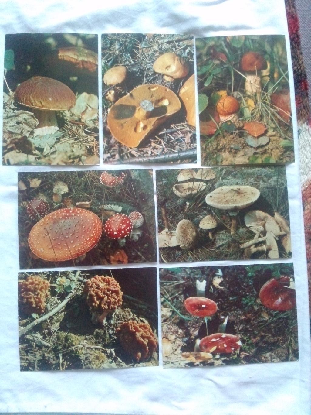 Экскурсия в природу : Грибы 1980 г. полный набор - 25 открыток (чистые) Флора 4