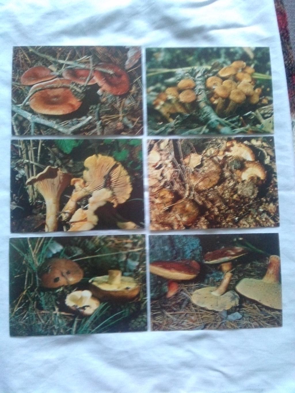 Экскурсия в природу : Грибы 1980 г. полный набор - 25 открыток (чистые) Флора 5