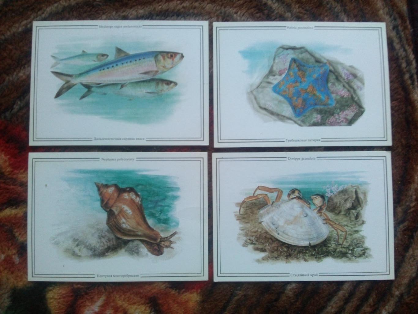 Жизнь моря (Дальний Восток) 1989 г. полный набор - 16 открыток (Выпуск № 2) 2