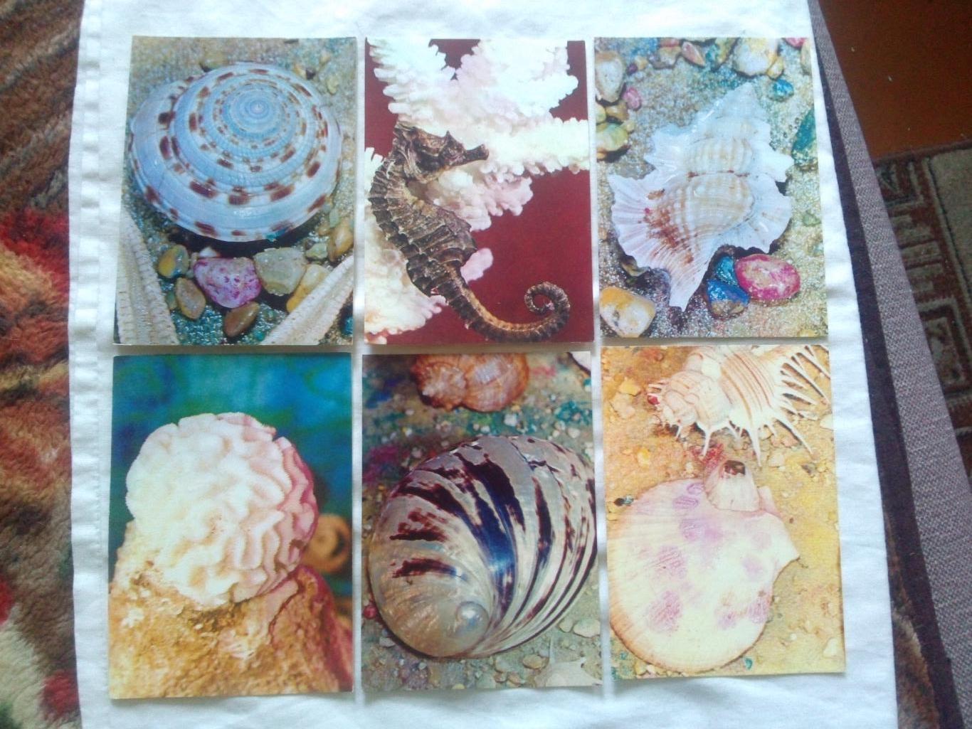 Жизнь моря (Принесите океан домой) 1975 г. полный набор - 25 открыток (чистые) 4