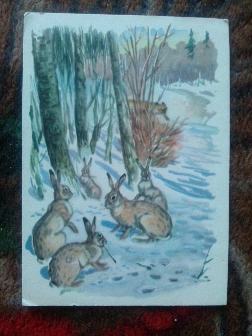 Зайцы в лесу (ИЗОГИЗ) 1959 г. ( Животные , фауна) Рисованная открытка ( Заяц )