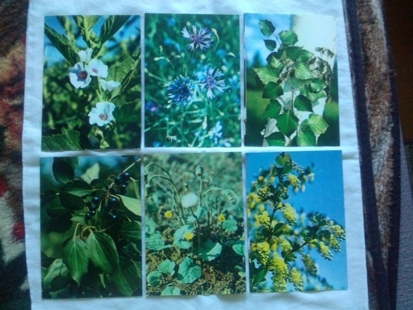 Зеленая аптека Выпуск № 2 (1983 г.) полный набор - 22 открытки (растения флора) 2