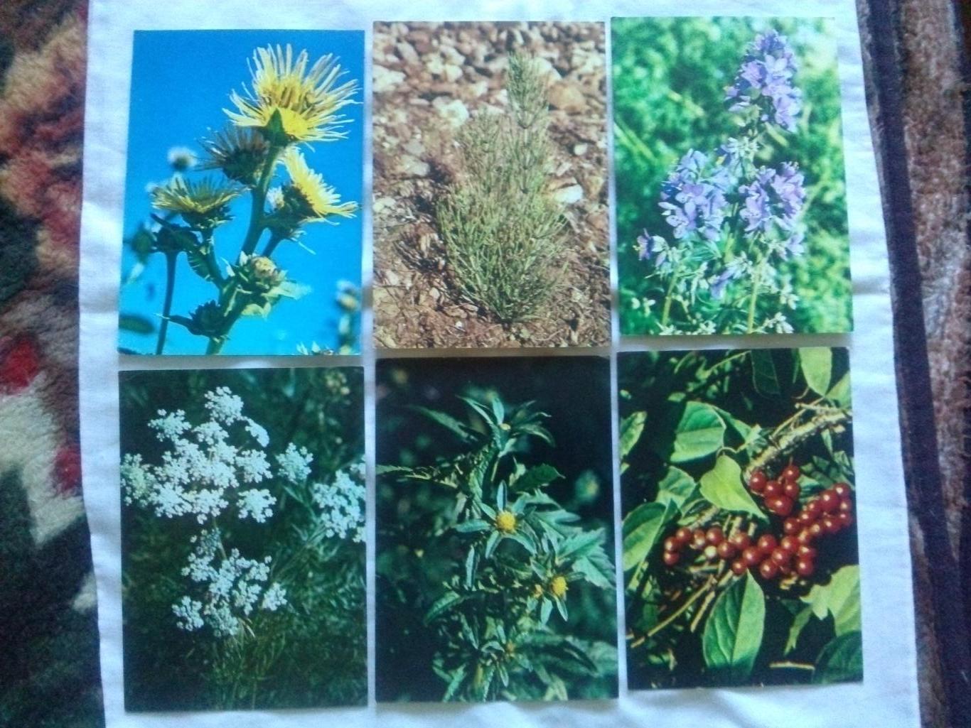 Зеленая аптека Выпуск № 2 (1983 г.) полный набор - 22 открытки (растения флора) 3