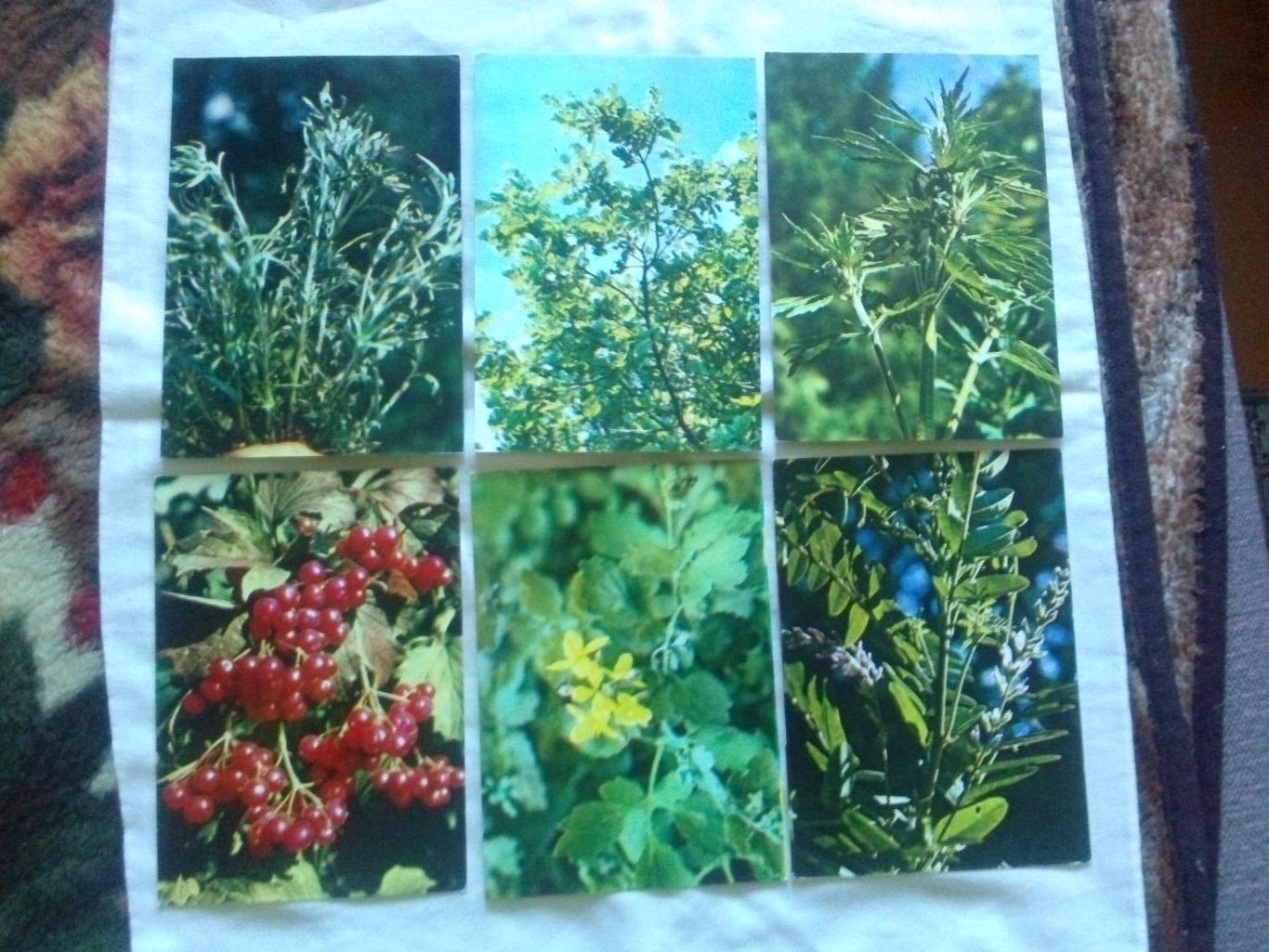 Зеленая аптека Выпуск № 2 (1983 г.) полный набор - 22 открытки (растения флора) 4