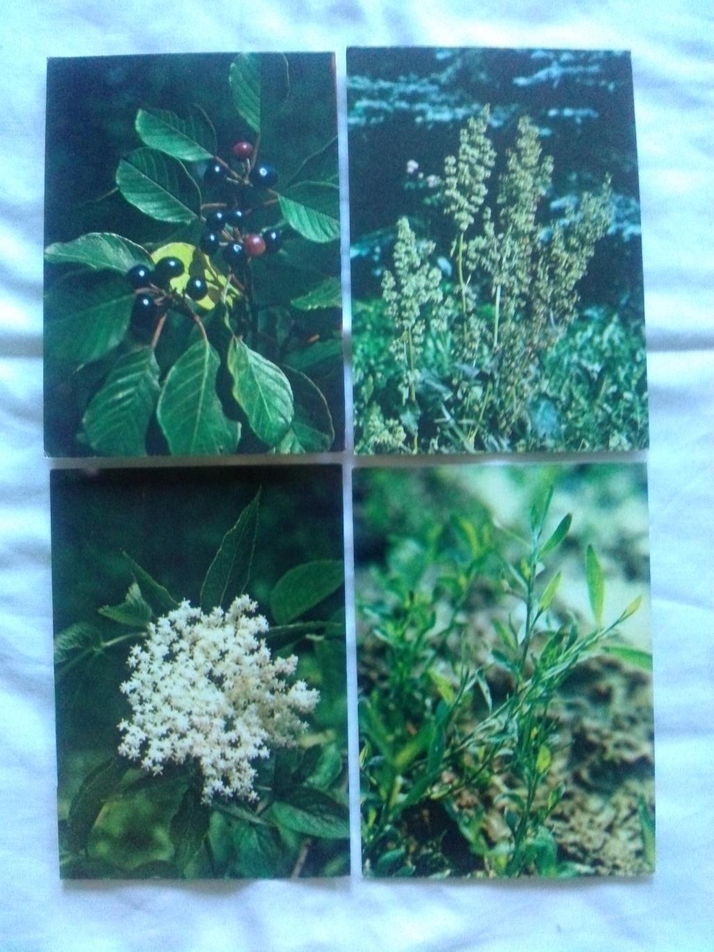 Зеленая аптека Выпуск № 2 (1983 г.) полный набор - 22 открытки (растения флора) 5