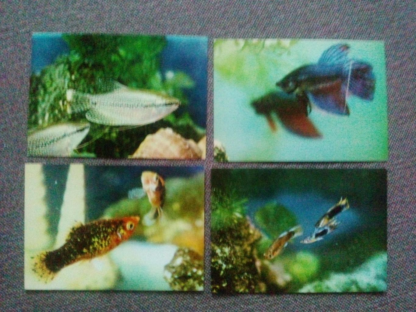 Вьетнам : Ornamental Fishes (Аквариумные рыбки) 80 - е годы полный набор 2