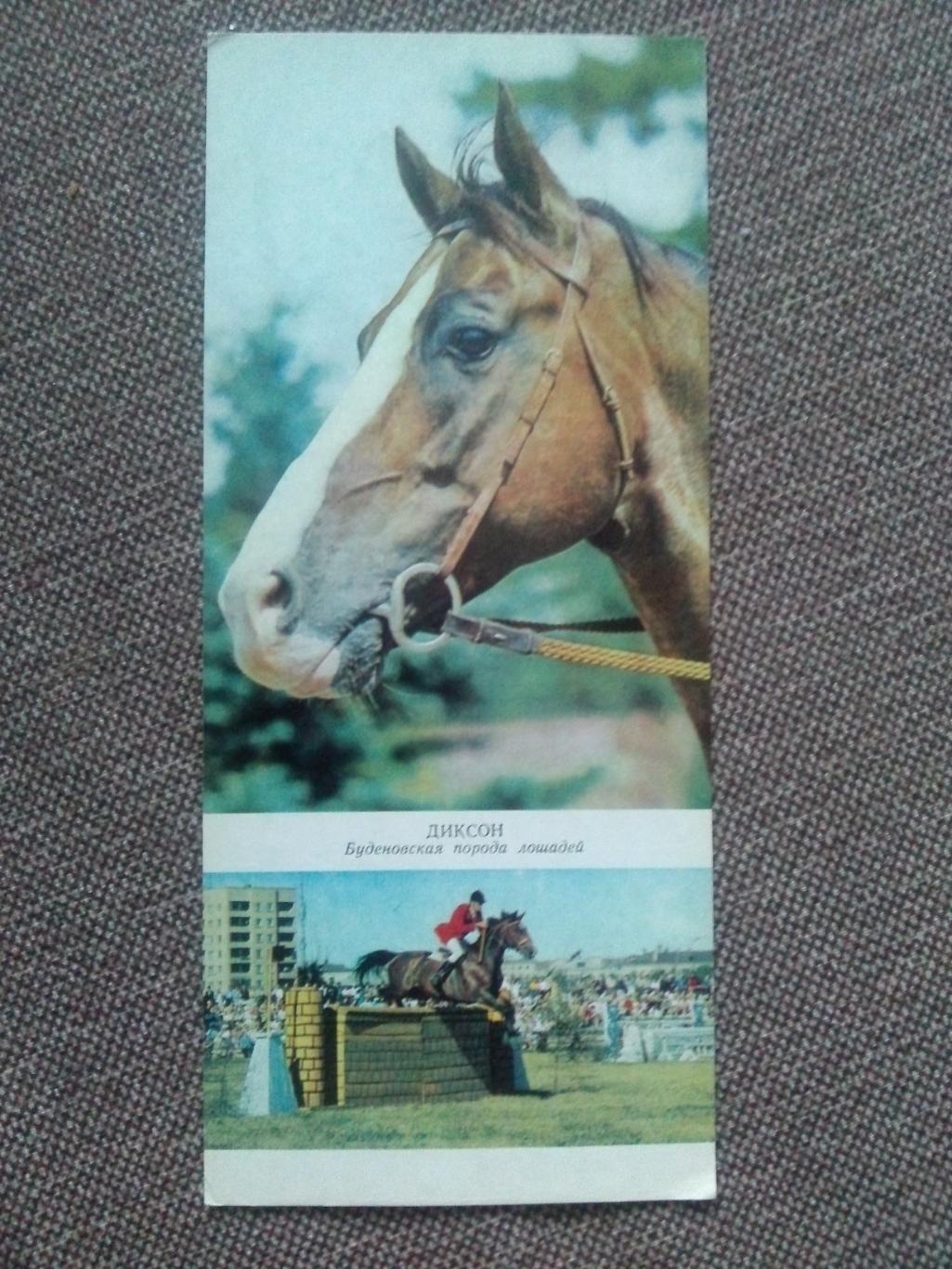 Лошадь Лошади : Буденовская порода лошадей* 1972 г. Скачки Конный спорт